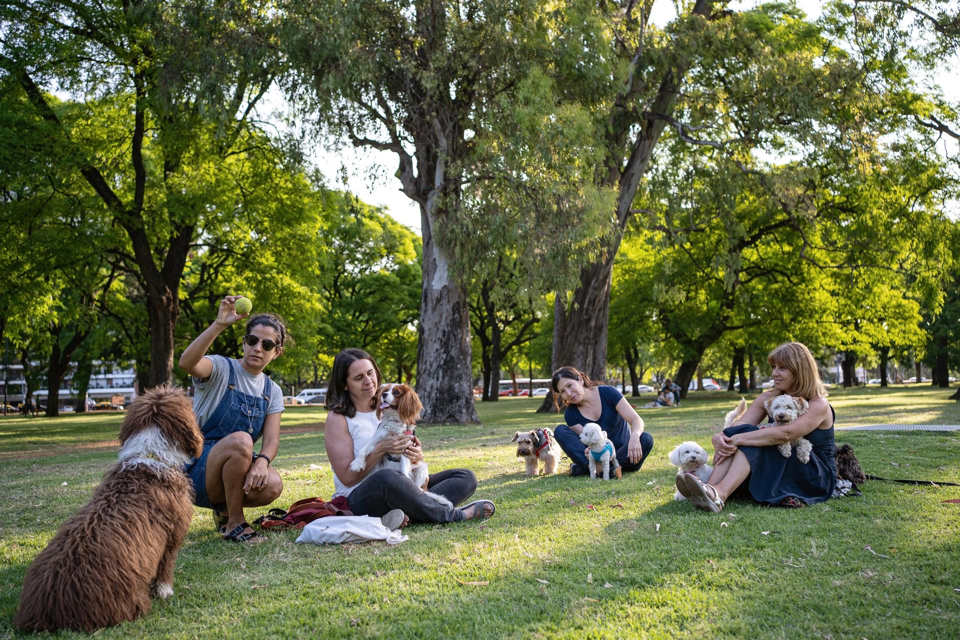Happy dog with our pet sitter