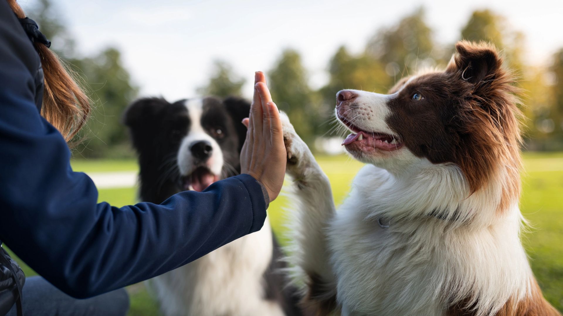 Doggy High Five